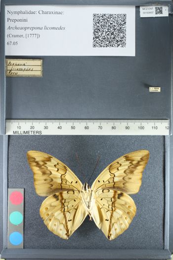 Media type: image;   Entomology 163437